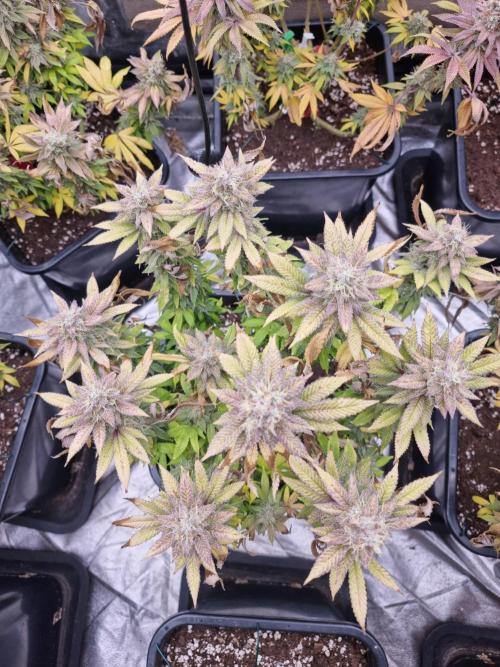 Jealousy  // FC EVO 6500. Week 18