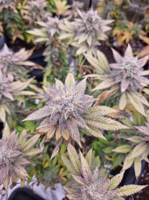 Jealousy  // FC EVO 6500. Week 18