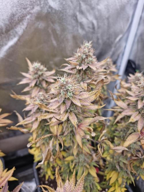 Jealousy  // FC EVO 6500. Week 18