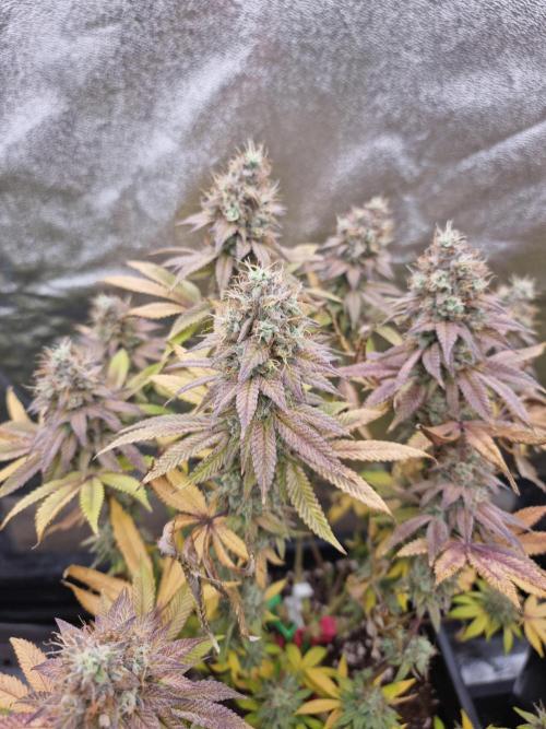 Jealousy  // FC EVO 6500. Week 18