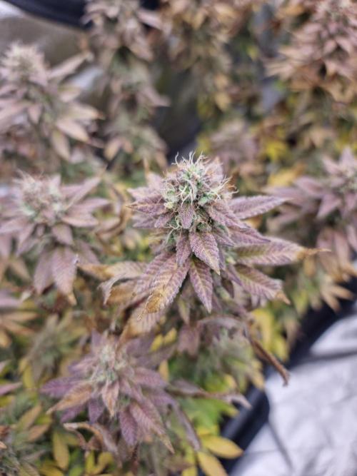 Jealousy  // FC EVO 6500. Week 18