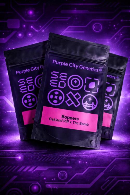 Boppers || Purple City Genetics. Week 0