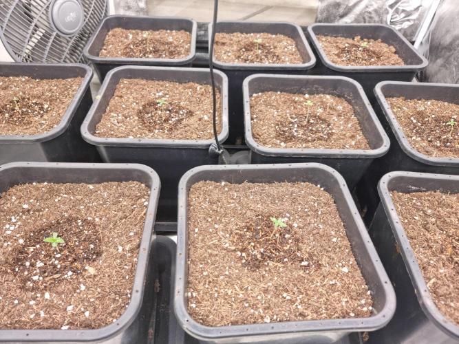 Boppers || Purple City Genetics. Week 0