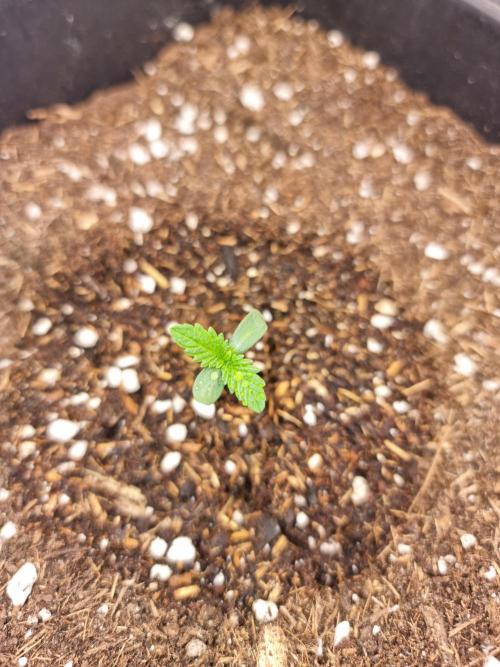 Boppers || Purple City Genetics. Week 0
