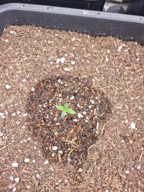 Boppers || Purple City Genetics. Week 0