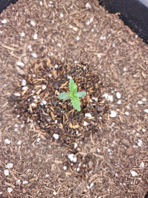 Boppers || Purple City Genetics. Week 0