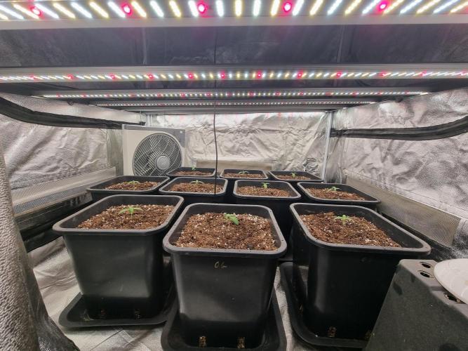 Boppers || Purple City Genetics. Week 0