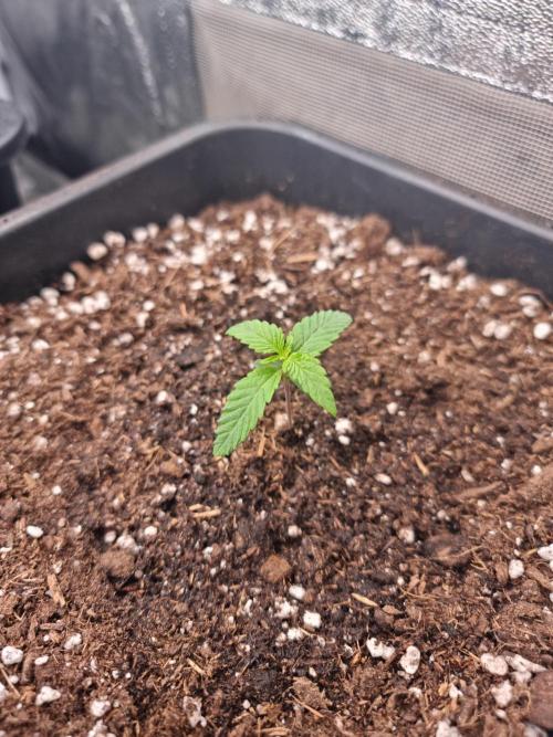 Boppers || Purple City Genetics. Week 0