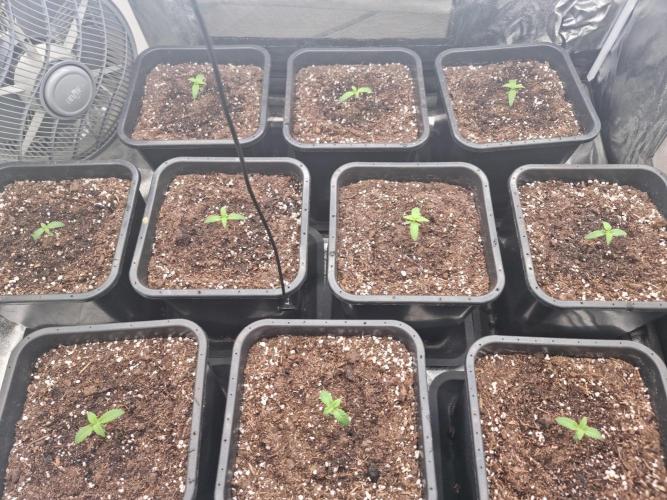 Boppers || Purple City Genetics. Week 0