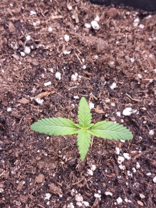Boppers || Purple City Genetics. Week 0