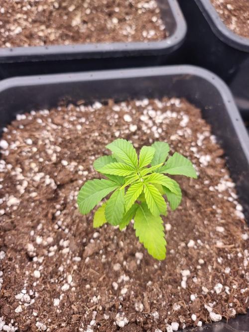Boppers || Purple City Genetics. Week 1