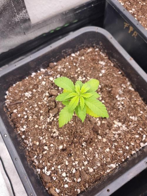 Boppers || Purple City Genetics. Week 1