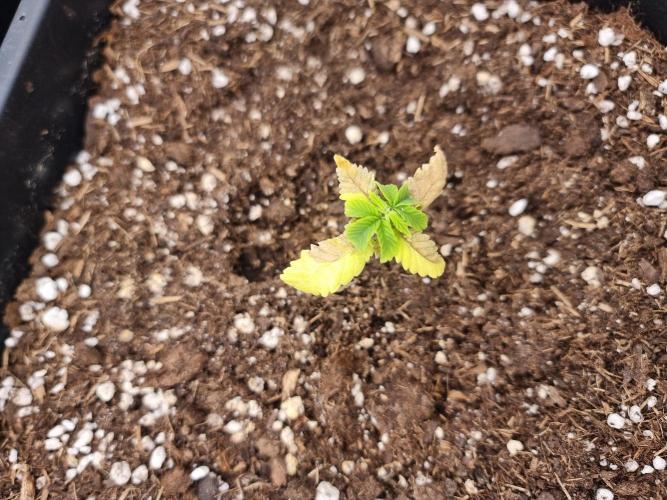 Boppers || Purple City Genetics. Week 1
