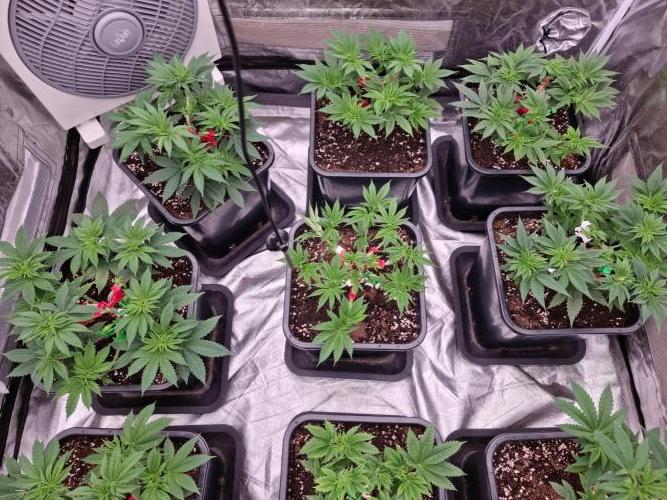 Jealousy  // FC EVO 6500. Week 5