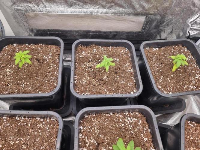 Boppers || Purple City Genetics. Week 1