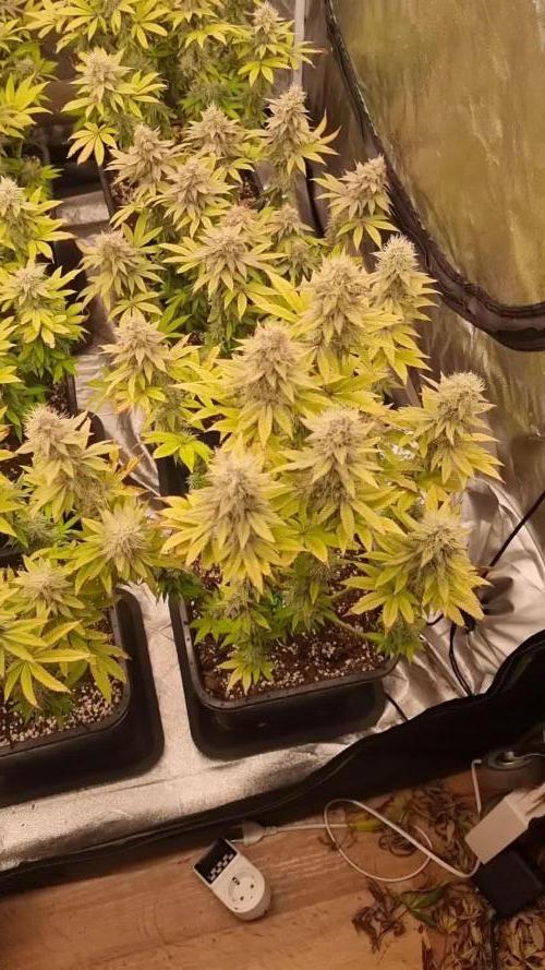 Jealousy  // FC EVO 6500