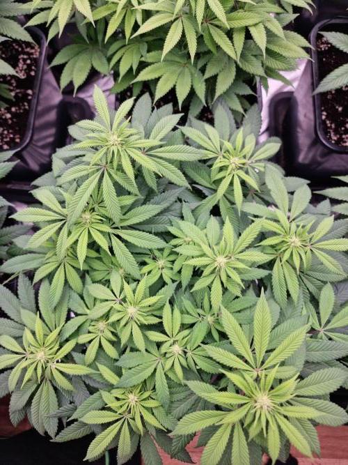 Jealousy  // FC EVO 6500. Week 9