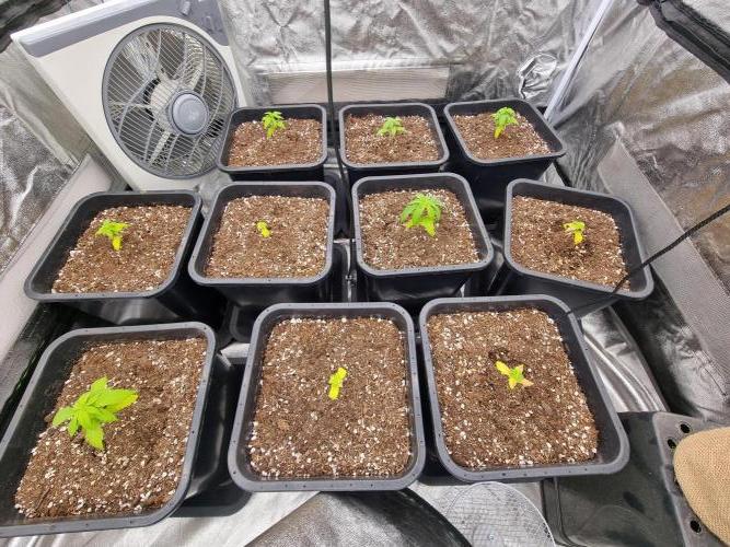 Boppers || Purple City Genetics. Week 1