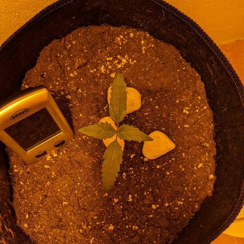 Bubble Kush Autoflower. Week 1 - 26.3