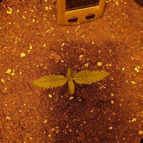 Bubble Kush Autoflower. Week 1 - 24.3