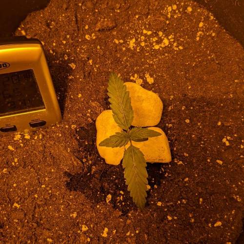 Bubble Kush Autoflower. Week 1 - 25.3