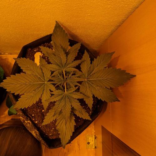 Bubble Kush Autoflower. Week 2 - 4.4