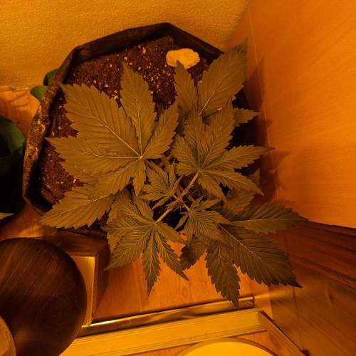 Bubble Kush Autoflower. Week 2 - 5.4