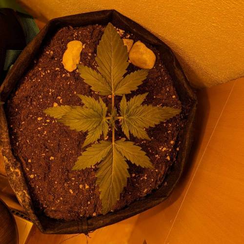 Bubble Kush Autoflower. Week 2 - 31.3