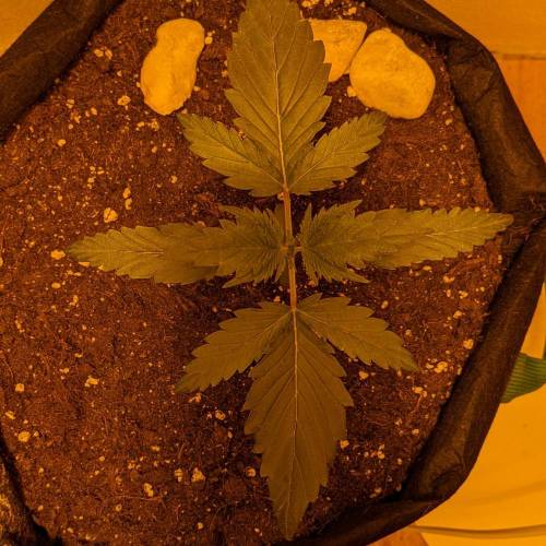 Bubble Kush Autoflower. Week 2 - 30.3