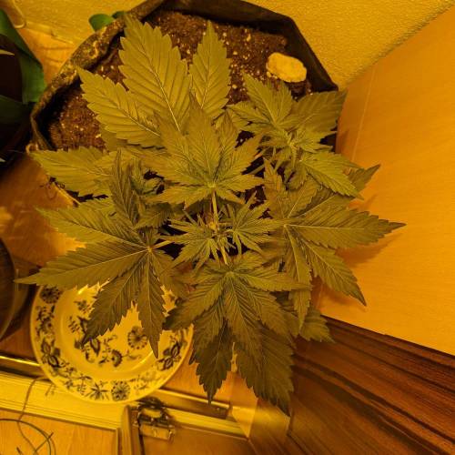 Bubble Kush Autoflower. Week 3 - 8.4