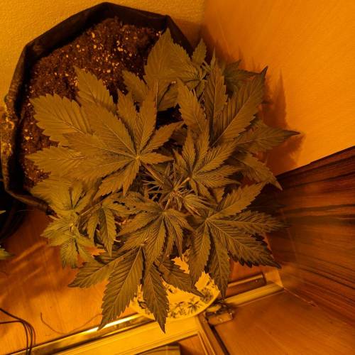 Bubble Kush Autoflower. Week 3 - 10.4