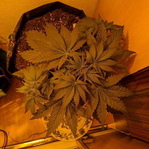Bubble Kush Autoflower. Week 3 - 11.4