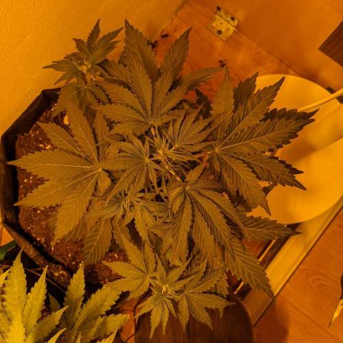 Bubble Kush Autoflower. Week 3 - 12.4