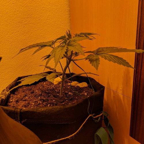Bubble Kush Autoflower. Week 2 - 5.4