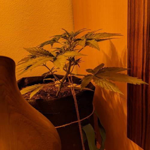 Bubble Kush Autoflower. Week 3 - 9.4