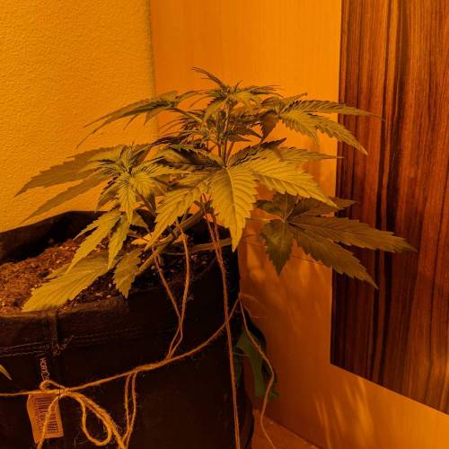 Bubble Kush Autoflower. Week 3 - 10.4