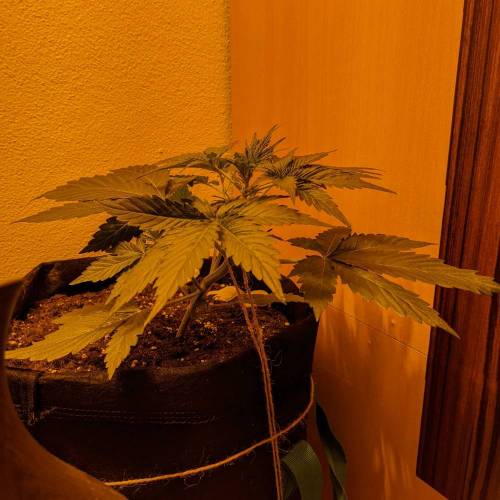 Bubble Kush Autoflower. Week 3 - 7.4