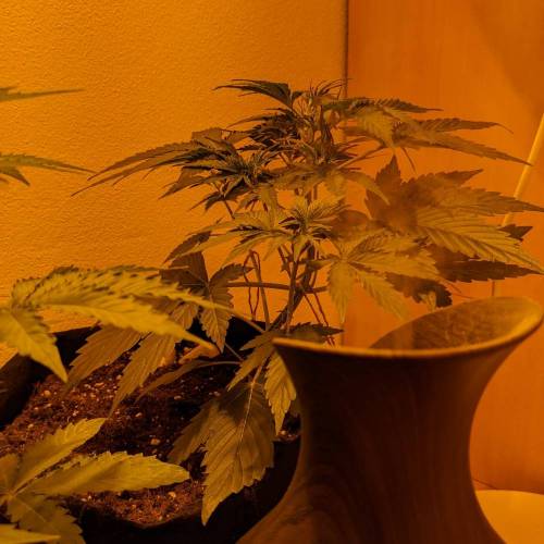Bubble Kush Autoflower. Week 3 - 12.4