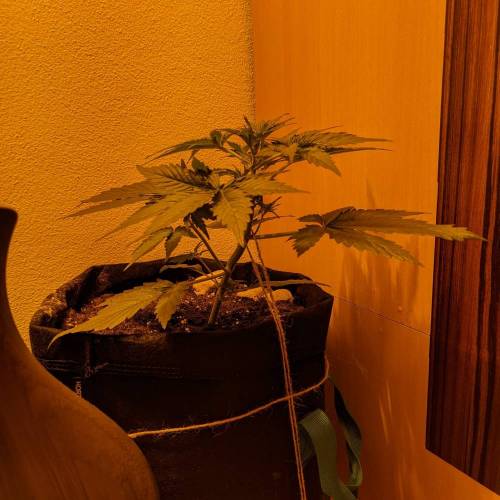 Bubble Kush Autoflower. Week 3 - 8.4