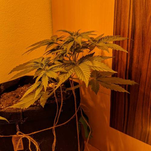 Bubble Kush Autoflower. Week 3 - 11.4