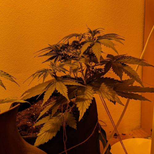 Bubble Kush Autoflower. Week 4 - 14.4