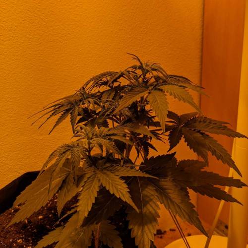 Bubble Kush Autoflower. Week 4 - 15.4
