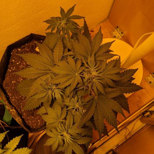 Bubble Kush Autoflower. Week 4 - 15.4