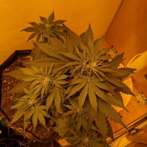 Bubble Kush Autoflower. Week 4 - 19.4