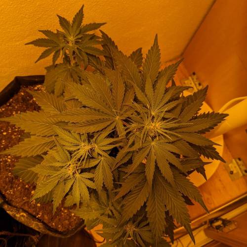 Bubble Kush Autoflower. Week 4 - 17.4