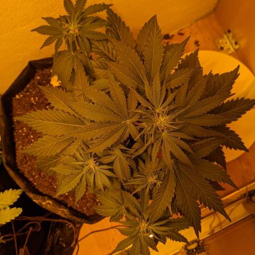 Bubble Kush Autoflower. Week 4 - 16.4