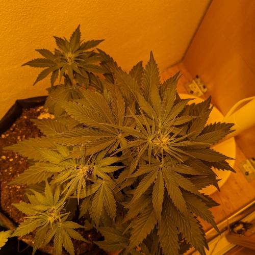 Bubble Kush Autoflower. Week 4 - 18.4