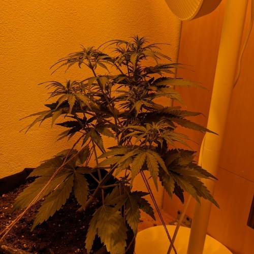 Bubble Kush Autoflower. Week 4 - 19.4