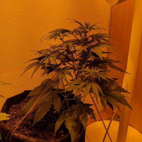 Bubble Kush Autoflower. Week 4 - 18.4