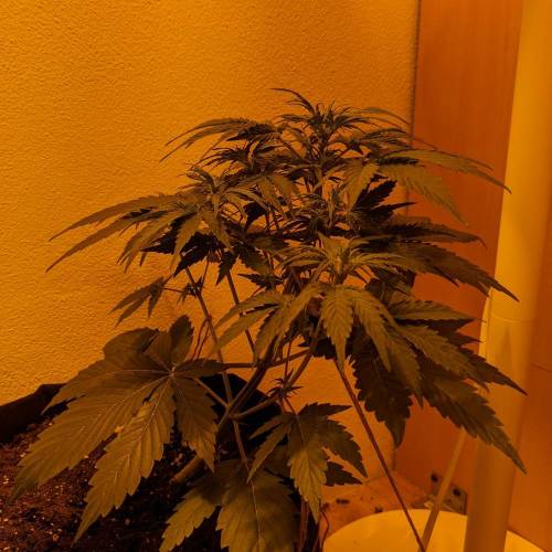 Bubble Kush Autoflower. Week 4 - 16.4